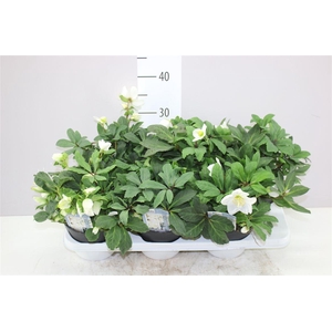 Helleborus Ni Advent Star 25+