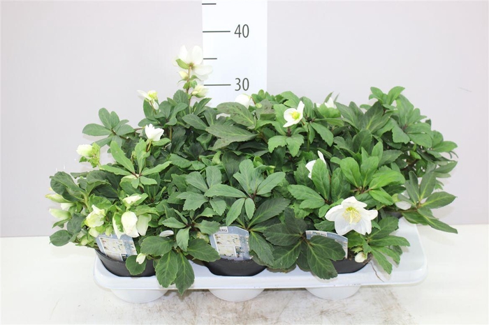 <h4>Helleborus Ni Advent Star 25+</h4>
