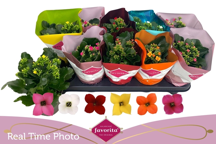 <h4>KAL EN GEM 6 KL</h4>