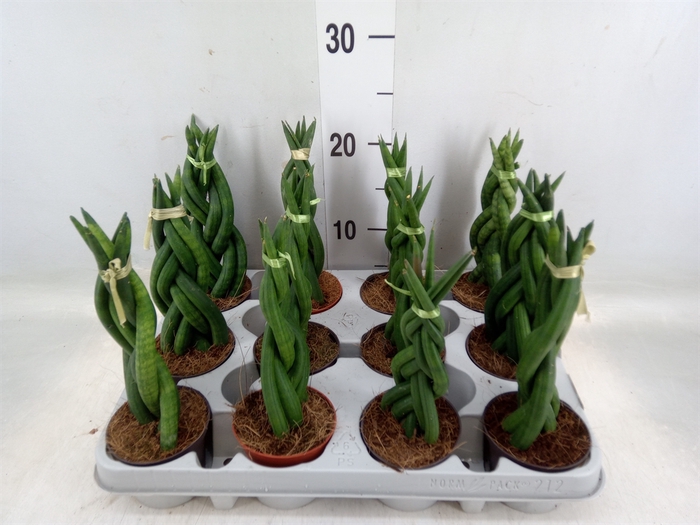 <h4>Sansevieria cyl.  ...</h4>