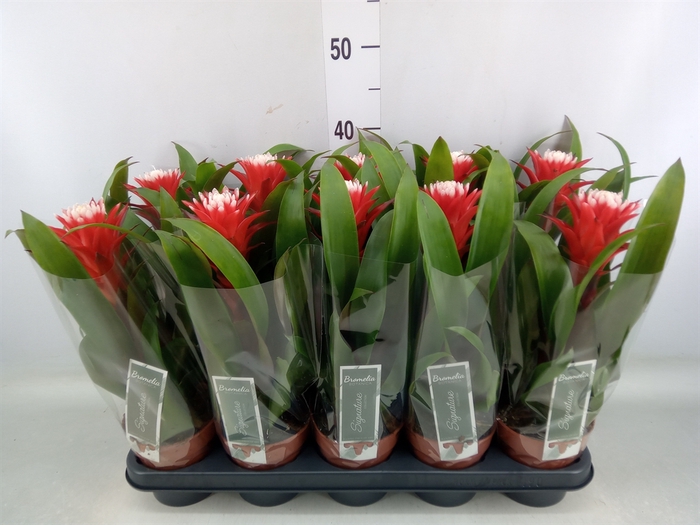 <h4>Guzmania  'Hope'</h4>