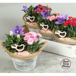 ARR TUINPLANTEN