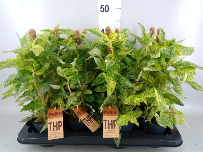 <h4>Pellionia repens 'Variegata'</h4>