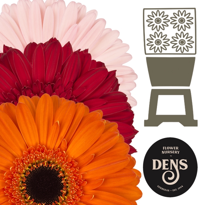<h4>Gerbera Mix z 3 Kleuren per kaart Diamond</h4>