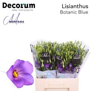 Lisianthus Botanic blue 60cm