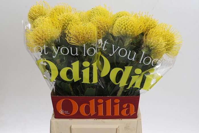 <h4>Nutans Ayoba Saffron 50-90</h4>