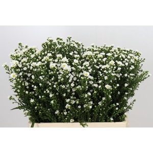 Aster Paquita