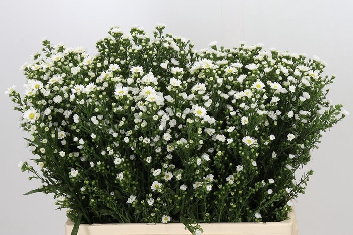 <h4>Aster Paquita</h4>