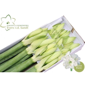 Hippeastrum Mont Blanc