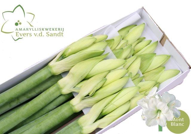 Hippeastrum Mont Blanc