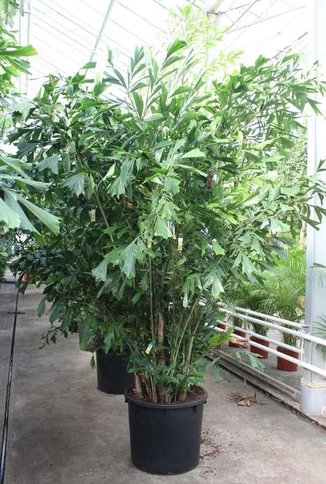 <h4>Caryota mitis</h4>