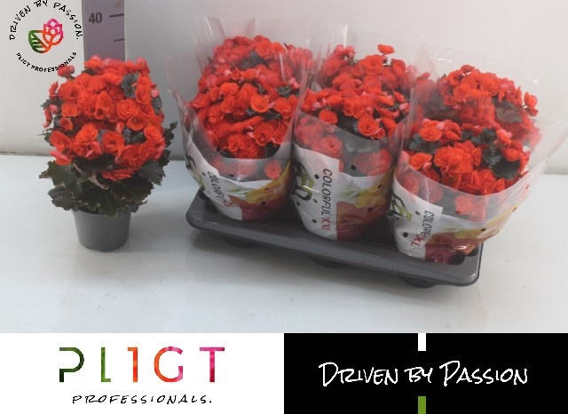 <h4>BEG DU MOCCA ORANGE</h4>