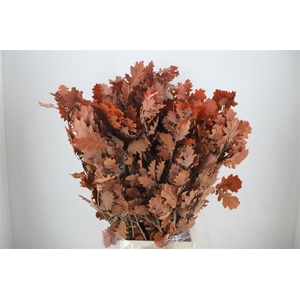 Pres Mini Oak Oranje P Bunch