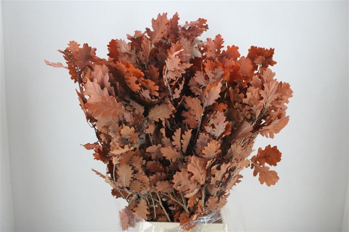 <h4>Pres Mini Oak Oranje P Bunch</h4>