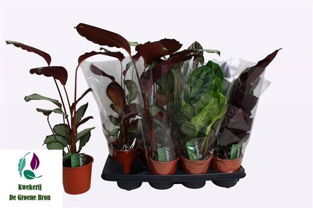 <h4>CALAT GEM 3 SRT</h4>