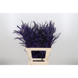 Grevilea Ivanhoe Kl Bh Paars