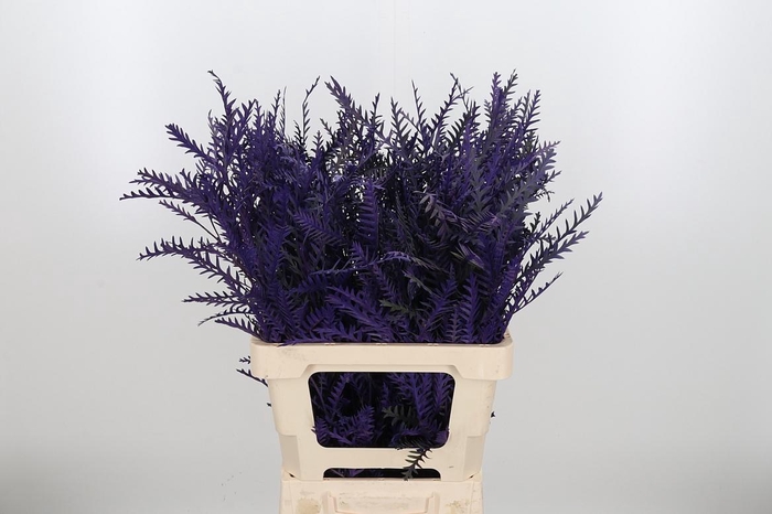 <h4>Grevilea Ivanhoe Kl Bh Paars</h4>