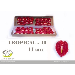 Anth A Tropical 11 cm X40 Spek Flowers