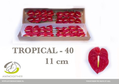 <h4>Anth A Tropical 11 cm X40 Spek Flowers</h4>