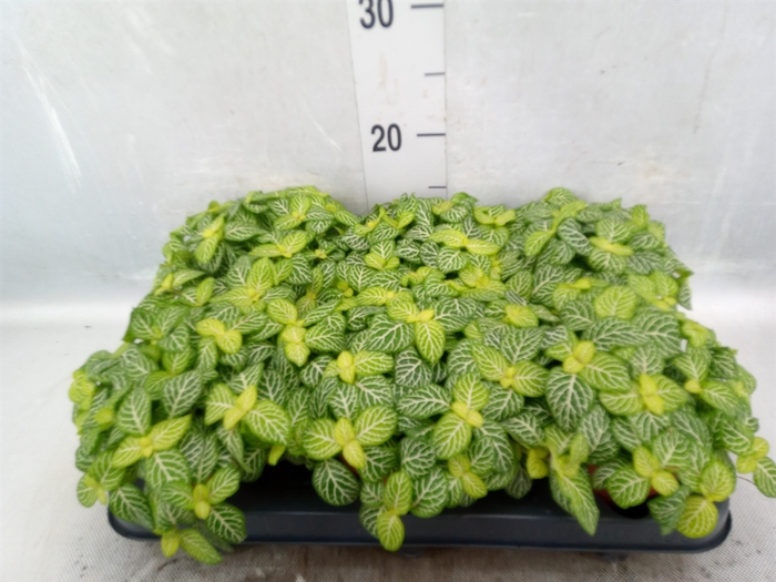 <h4>Fittonia   ...</h4>