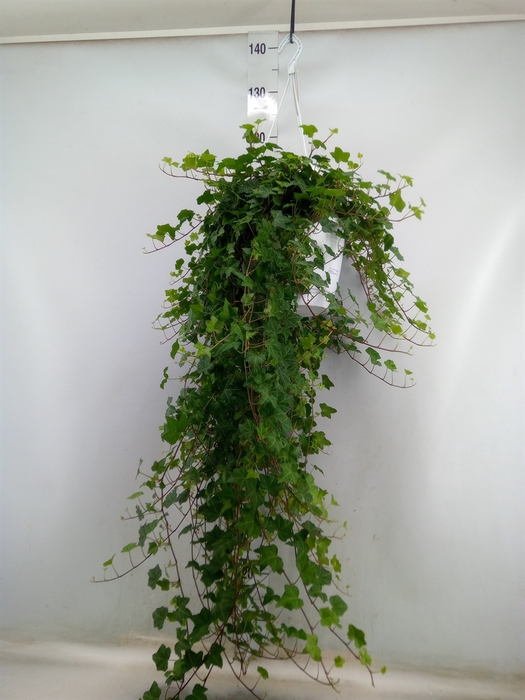 <h4>Hedera helix 'Pittsburgh'</h4>