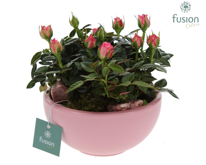 <h4>Schaal keramiek Moon Small licht roze met Potrozen</h4>