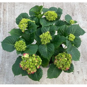 Hydrangea mac. 'Hi Fire'
