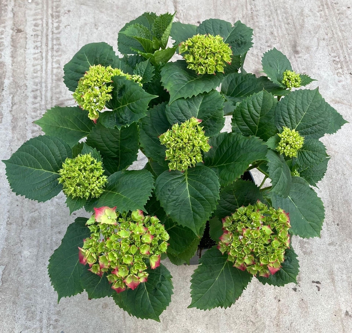 <h4>Hydrangea mac. 'Hi Fire'</h4>