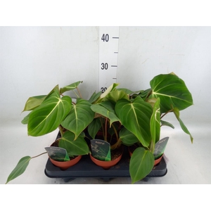 Philodendron gloriosum