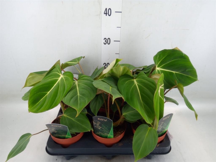 <h4>Philodendron gloriosum</h4>