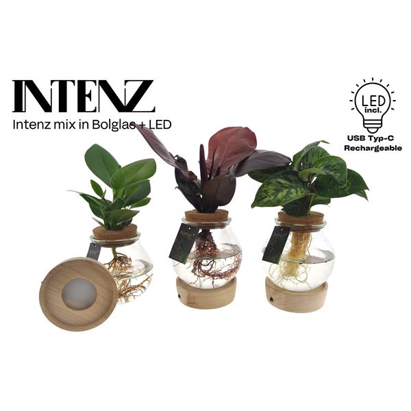 <h4>Intenz mix in Bolglas + LED - levertijd: 24 u</h4>