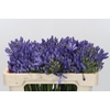 Agapanthus EYFORI Blue