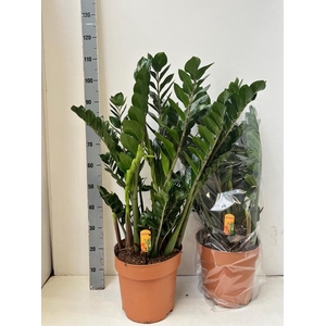 ZAMIO ZAMIIFOLIA