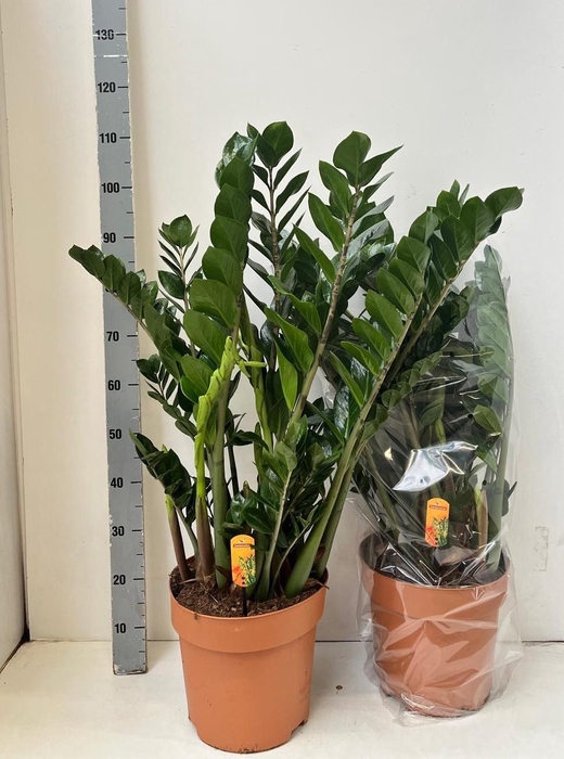 <h4>ZAMIO ZAMIIFOLIA</h4>