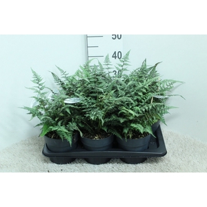 Athyrium niponicum