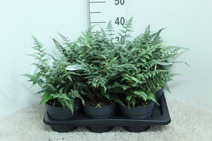 <h4>Athyrium niponicum</h4>