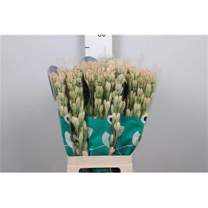 Poliant Tu Elvy Ivor