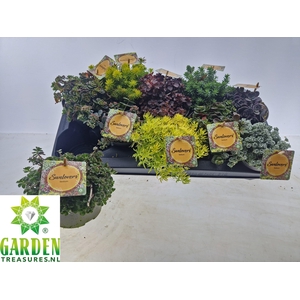 SEDUM GEM