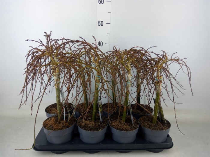 <h4>Salix arbuscula</h4>