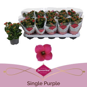 Kalanchoe Favorita Purple stadium 1