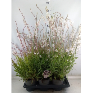 Gaura lindheimeri   ...
