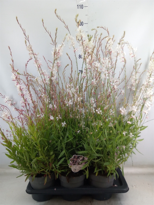<h4>Gaura lindheimeri   ...</h4>
