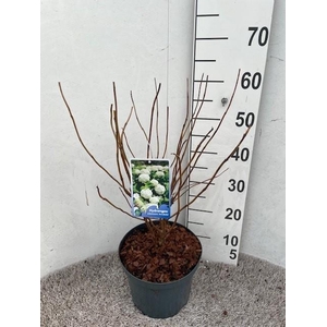 Hydrangea arb. Annabelle 30-40 cm struik P23 C5