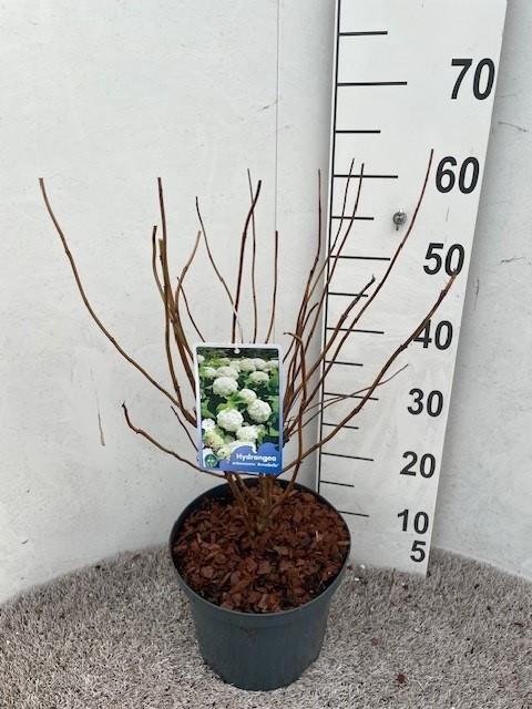 <h4>Hydrangea arb. Annabelle 30-40 cm struik P23 C5</h4>