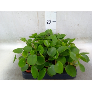 Pilea peperomoides