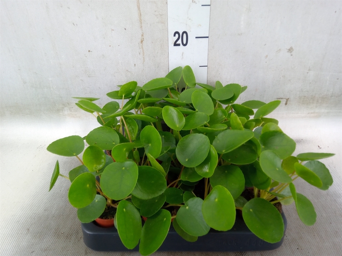 <h4>Pilea peperomoides</h4>