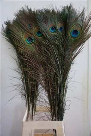 <h4>Feather Peacock Naturel L90-100</h4>
