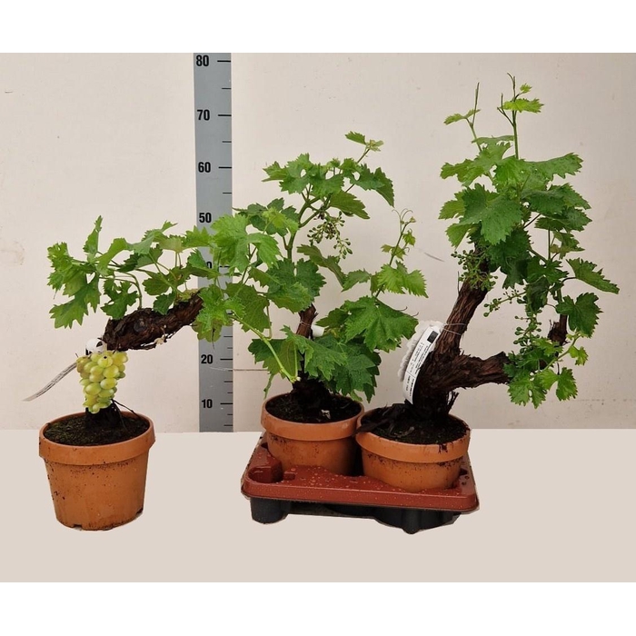 <h4>VITIS VINIFERA</h4>