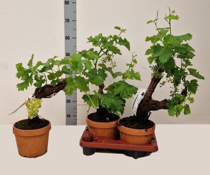 VITIS VINIFERA