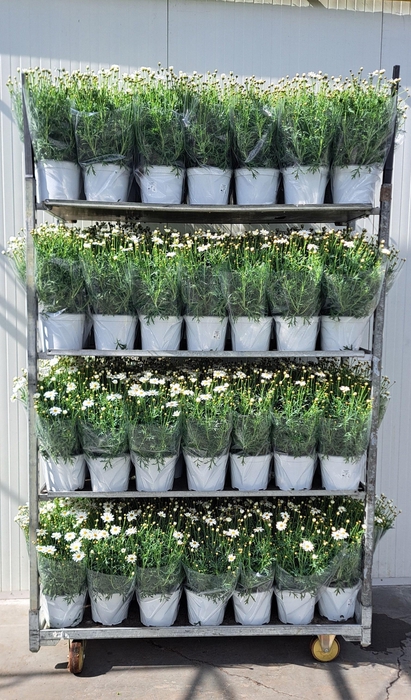 <h4>ARG SIMBA WHITE</h4>